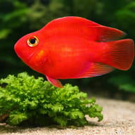 Juvenile Hybrid Parrot Cichlid in a spacious freshwater aquarium - scale and plant view — representative image - view 4