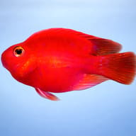 Juvenile Hybrid Parrot Cichlid in a spacious freshwater aquarium - side profile view — representative image - view 3