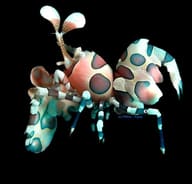 Harlequin Shrimp Hymenocera elegans M size marine invertebrate with striking patterned body - view 5