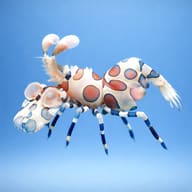 Hymenocera elegans - Marine Aquarium Livestock — Hymenocera elegans Harlequin Shrimp M — side profile on a plain background - view 3