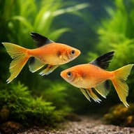 Hyphessobrycon Callistus Long Fin Tetra Fish for UK — pair in a planted aquarium — representative image - view 2