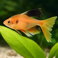 Hyphessobrycon Callistus Long Fin Tetra Fish for UK — close view showing fin and scale detail — representative image - view 4