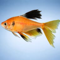 Hyphessobrycon Callistus Long Fin Tetra Fish for UK — side profile on a plain background — representative image - view 3