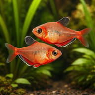 Hyphessobrycon ecuadoriensis — Hyphessobrycon eques — South American Tetra — pair in a planted aquarium - view 2