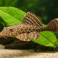 Suckermouth Catfish close view showing fin and scale detail — representative image - view 4
