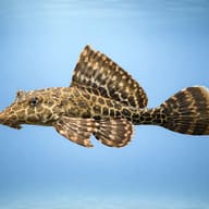 Suckermouth Catfish side profile on a plain background — representative image - view 3