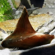 Batman Clam / Shark Fin Mussel (Hyriopsis bialata) - view 1