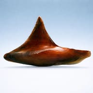 Batman Clam / Shark Fin Mussel (Hyriopsis bialata) profile view - view 4