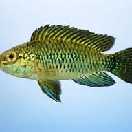 Iconspicua Dwarf Cichlid — side profile on a plain background — representative image - view 3
