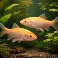 Ide / Golden Orfe — pair in a planted aquarium — representative image - view 2