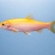 Ide / Golden Orfe — side profile on a plain background — representative image - view 3