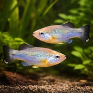 Ilyodon xantusi 4 — pair in a planted aquarium — representative image - view 2