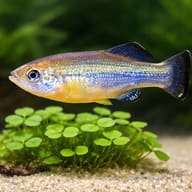 Ilyodon xantusi 4 — close view showing fin and scale detail — representative image - view 4