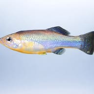 Ilyodon xantusi 4 — side profile on a plain background — representative image - view 3