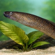 Indian mud moray — close view showing fin and scale detail — representative image - view 4