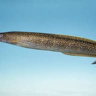 Indian mud moray — side profile on a plain background — representative image - view 3