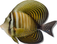 Indian Sail-fin Surgeonfish M (Zebrasoma desjardini) - view 5