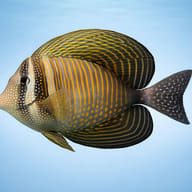Indian Sail-fin Surgeonfish M (Zebrasoma desjardini) — side profile on a plain background — representative image - view 3