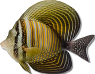 Indian sail-fin surgeonfish with tall dark fins and orange stripes on white - view 5