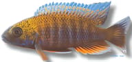 Jacobfreibergi Peacock Cichlid Blue (Aulonocara jacobfreibergi) verified source-style product image - view 5