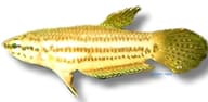 Javan Mouthbrooding Betta (Betta picta) source reference side profile - view 2
