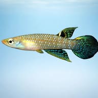 Jewel pancha (Aplocheilus blockii) — side profile on a plain background — representative image - view 3