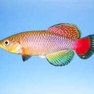 Jubb's Nothobranch (Nothobranchius jubbi) side profile with red caudal fin and green dorsal fin — representative image - view 3