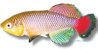 Jubb's Nothobranch, Nothobranchius jubbi - view 5