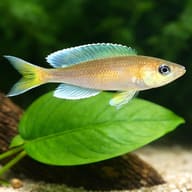 Representative illustration showing a Jumbo Yellow Cyprichromis cichlid above a broad-leaved aquarium plant - view 4
