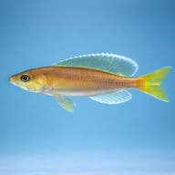 Representative side-profile illustration of a Jumbo Yellow Cyprichromis cichlid - view 3
