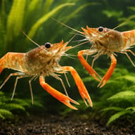 Kaira River Prawn (Macrobrachium dayanum) — pair in a planted aquarium — representative image - view 2