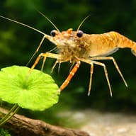 Kaira River Prawn (Macrobrachium dayanum) — close view showing fin and scale detail — representative image - view 4