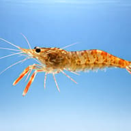 Kaira River Prawn (Macrobrachium dayanum) — side profile on a plain background — representative image - view 3