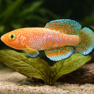 Kayuni's Notho size reference beside aquarium plants — representative image - view 4