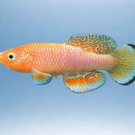 Kayuni's Notho side profile showing orange body and turquoise fins — representative image - view 3