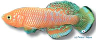 Kayuni's Notho, Nothobranchius spec. kayuni - view 5