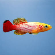 Side view of Gunther's Zanzibar Gold Nothobranch (Nothobranchius guentheri) — representative image - view 3