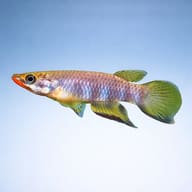Side-profile illustration of a Spotted Panchax on a pale background - view 3