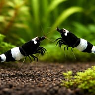 Caridina Taiwan bee King Kong — King Kong — Shrimp UK — pair in a planted aquarium — representative image - view 2