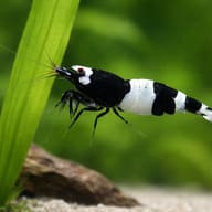 Caridina Taiwan bee King Kong — King Kong — Shrimp UK — close view showing fin and scale detail — representative image - view 4