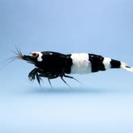 Caridina Taiwan bee King Kong — King Kong — Shrimp UK — side profile on a plain background — representative image - view 3