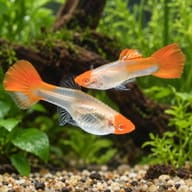 Pair of Koi Albino Red Nose guppies with pearly white albino bodies, red eyes, orange-red faces and orange tails among - view 1