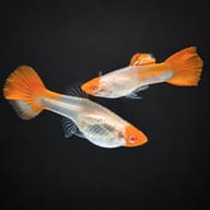 Pair of Koi Albino Red Nose guppies on a dark background, showing the orange-red faces and orange tails - view 2