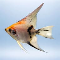 Side view of an orange, white and black Koi Angelfish on a plain background - view 3