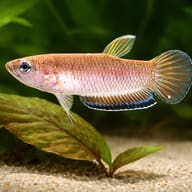Krabi Mouthbrooding Betta — close view showing fin and scale detail — representative image - view 4