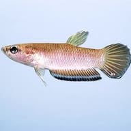 Krabi Mouthbrooding Betta — side profile on a plain background — representative image - view 3