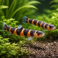 Kuhli Loach — Kuhli Loaches Acanthophthalmus kuhli foraging over sand in a planted aquarium — representative image - view 2