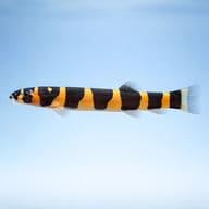 Kuhli Loach Acanthophthalmus kuhli side view showing striped body — representative image - view 3