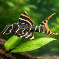 L 204 Panaque sp. 4 — close view showing fin and scale detail — representative image - view 4