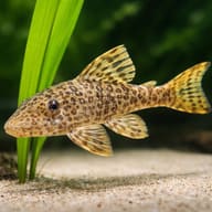 L006 Peckoltia oligospila 8 — close view showing fin and scale detail — representative image - view 4